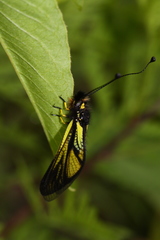 Libelloides sibiricus
