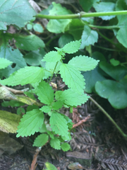 Hesperocnide tenella