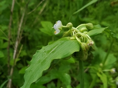 Tradescantia ozarkana