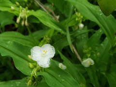 Tradescantia ozarkana