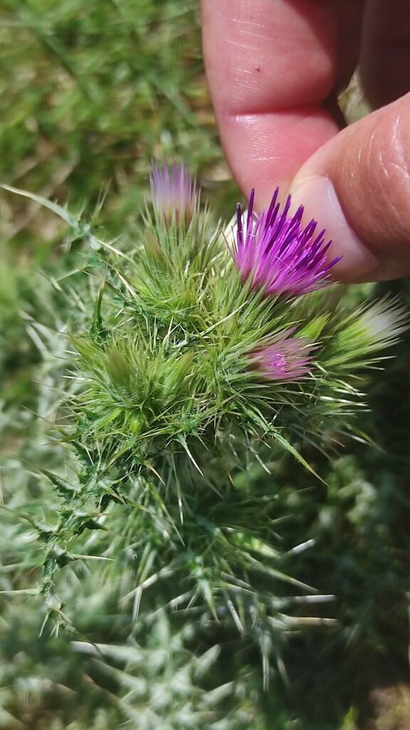 Carduus asturicus