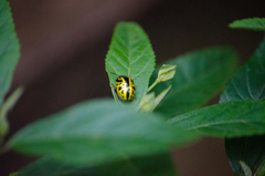 Calligrapha fulvipes