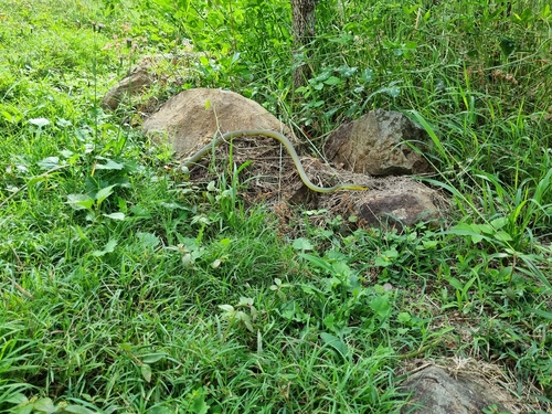 Common Tree Snake sighting