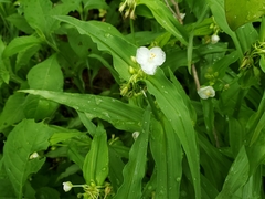 Tradescantia ozarkana