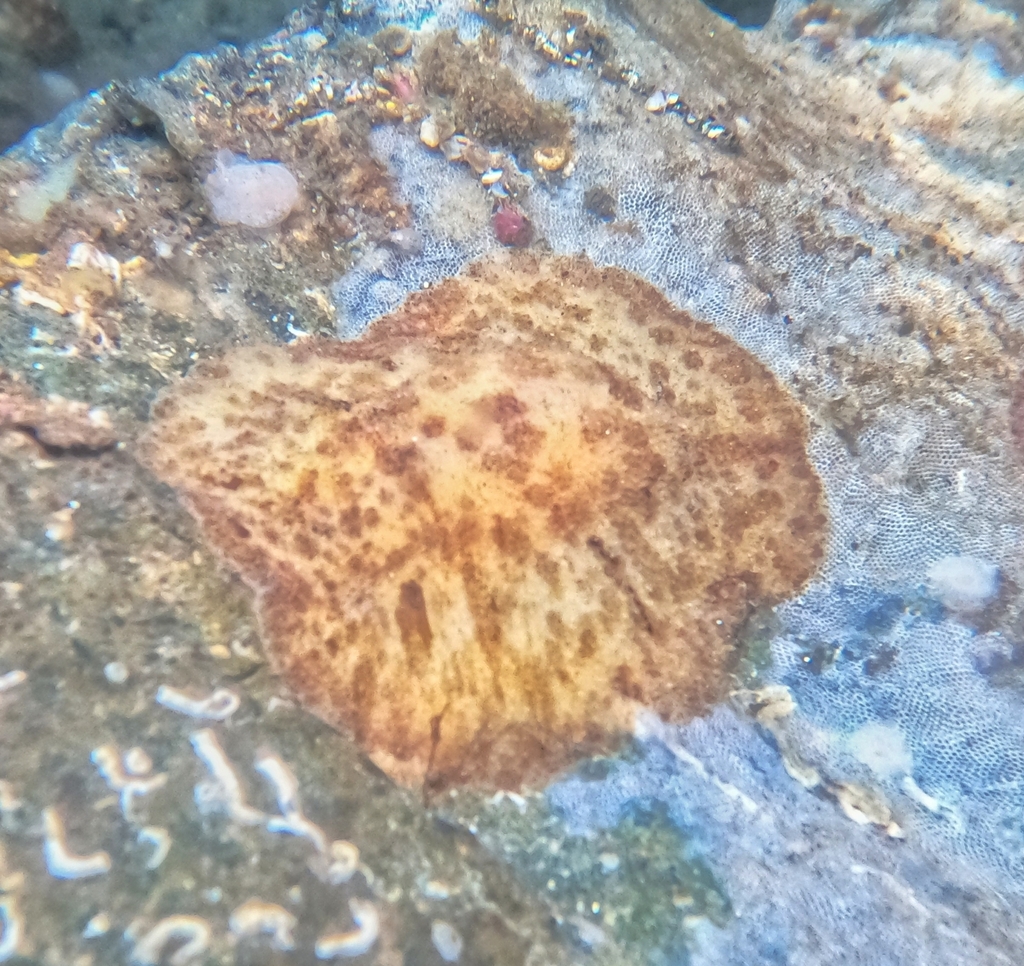 Spotted Foot Nudibranch