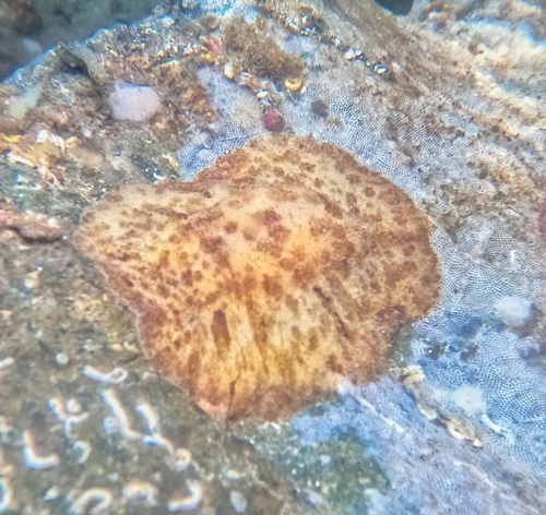 Spotted Foot Nudibranch