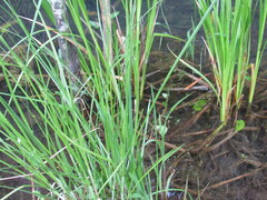 Carex decomposita