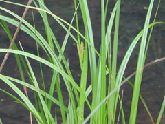 Carex decomposita