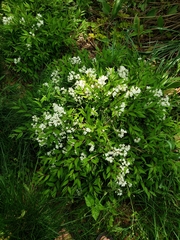 Deutzia gracilis