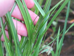Carex decomposita