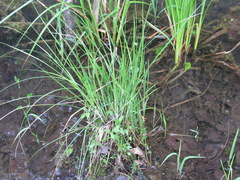 Carex decomposita