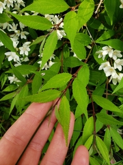 Deutzia gracilis