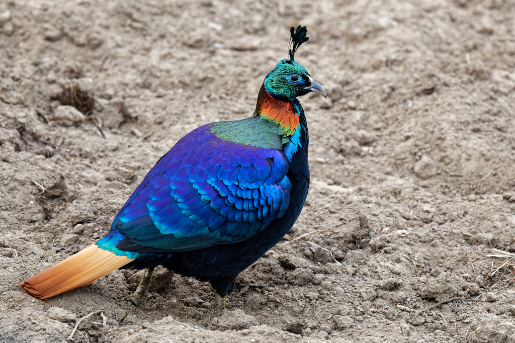 Himalayan Monal photo