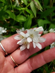Deutzia gracilis