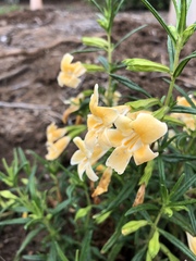 Diplacus longiflorus