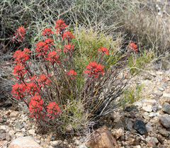 Castilleja chromosa