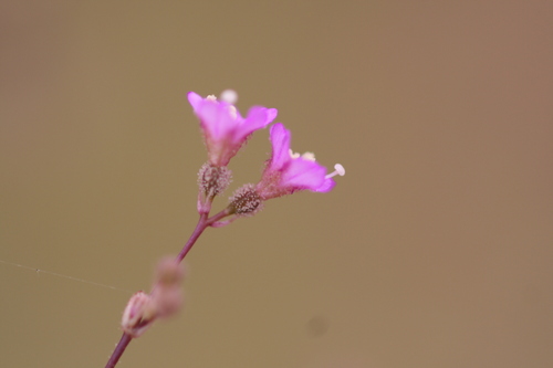 Herero Spiderling (Boerhavia hereroensis)