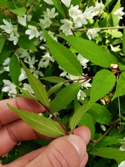 Deutzia gracilis