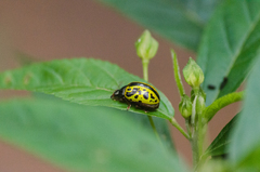 Calligrapha fulvipes