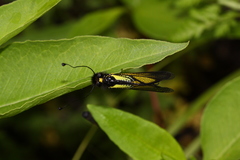 Libelloides sibiricus