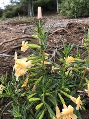 Diplacus longiflorus