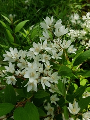 Deutzia gracilis