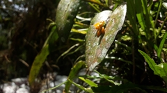 Acianthera casapensis