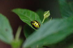 Calligrapha fulvipes