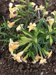 Diplacus longiflorus