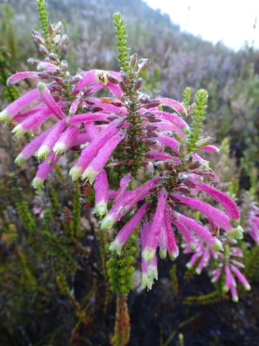 Image of Sticky Red-And-Green Heath (Erica densifolia) by (c) Shaun Swanepoel, some rights reserved (CC BY)