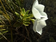 Veronica macrantha macrantha