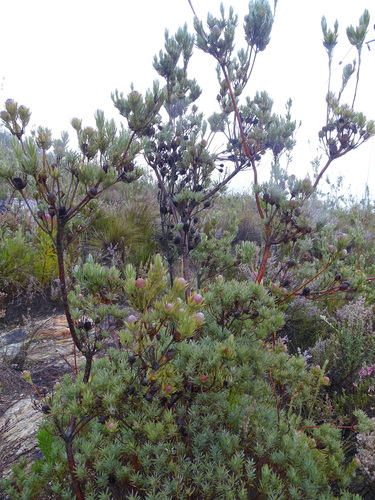 Image of Outeniqua Conebush by (c) Shaun Swanepoel, some rights reserved (CC BY)