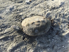 Malaclemys terrapin centrata