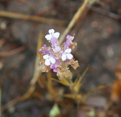 Castilleja densiflora gracilis