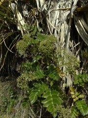 Gingidia montana