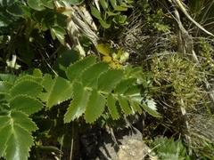 Gingidia montana