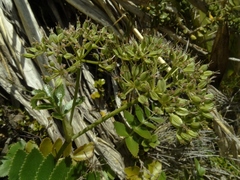 Gingidia montana