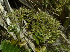 Gingidia montana
