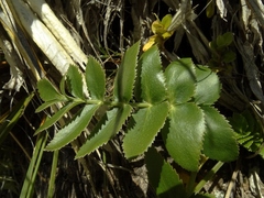 Gingidia montana