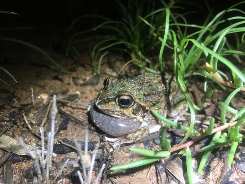 Cyclorana verrucosa
