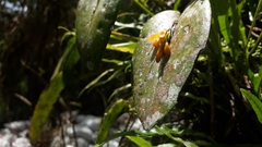 Acianthera casapensis