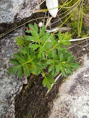 Anisotome lyallii