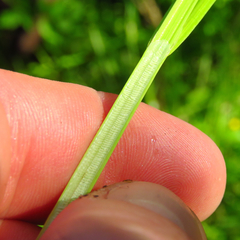 Carex stipata