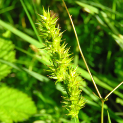 Carex stipata