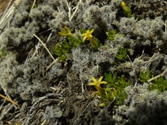 Stackhousia minima