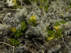 Stackhousia minima