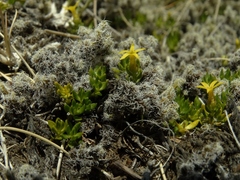 Stackhousia minima