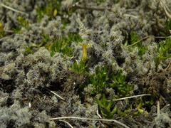 Stackhousia minima