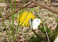 Anthocharis scolymus