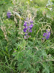 Lupinus bogotensis